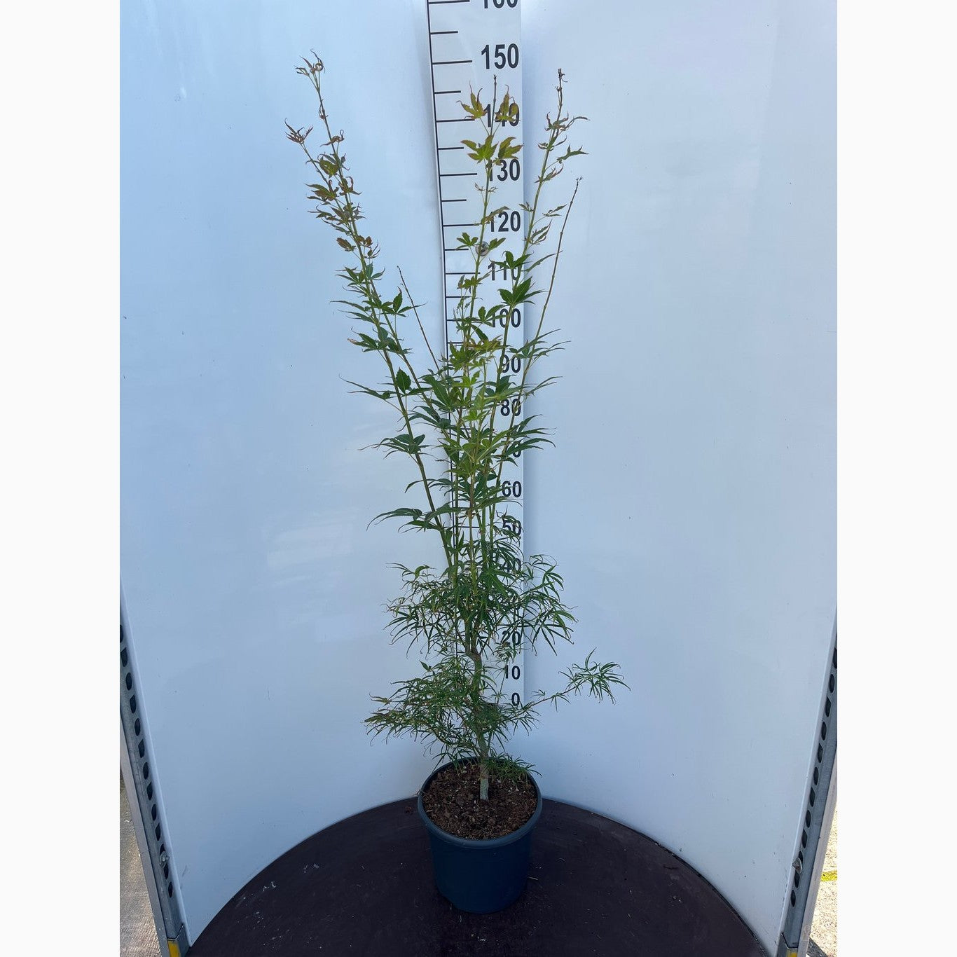 Japansk lönn – Acer pal. 'Linearilobum' - C10 60-80 CM